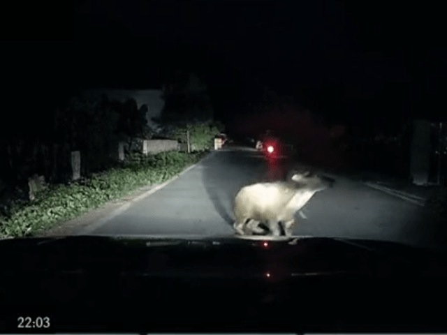 Bảo hiểm Emily, Bảo hiểm ô tô, Bảo hiểm thân vỏ ô tô, Emily xevaban, Bảo hiểm bắt buộc, Mua bảo hiểm ô tô, tư vấn bảo hiểm miễn phí, Hồ sơ công an